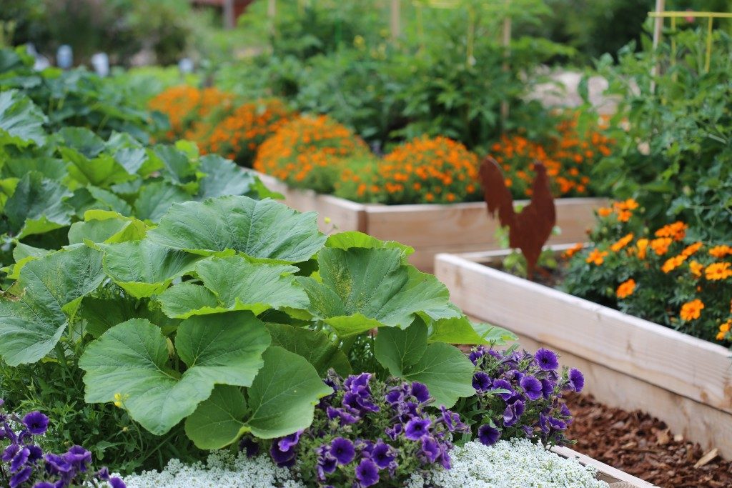 Vegetable and flower garden in raised beds